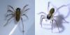 Pardosa nigriceps
